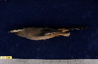 藏品(白耳畫眉)的圖片